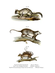 Quoll, 1860